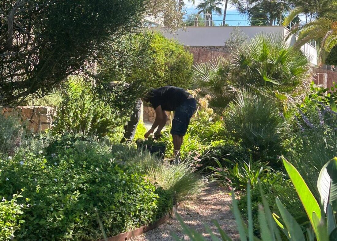 Coastal garden with salt-tolerant plants and sandy soil