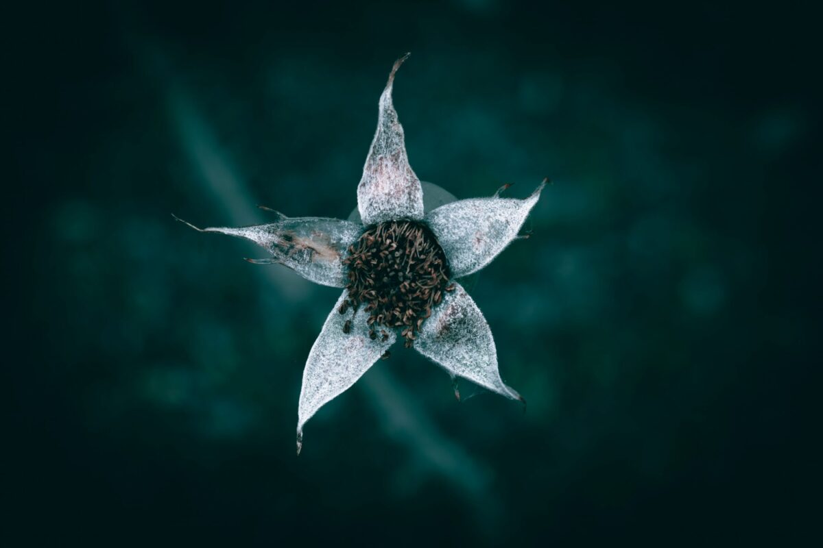 Soil Nutrients for Coastal Gardens